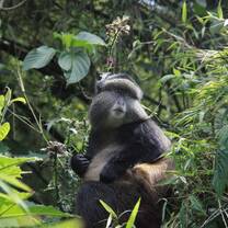 golden monkey