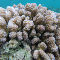 Coral on GBR