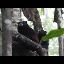 Monkeys in tree