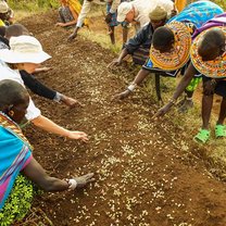 Sadhana Forest Kenya - Planting