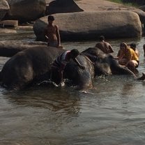 Hampi's local temple elephant being bathed in the river in the early morning.