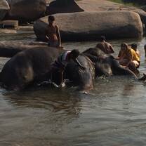 Hampi's local temple elephant being bathed in the river in the early morning.