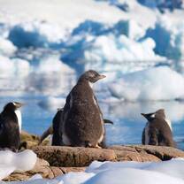 Penguins in Antarctica