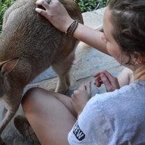 Feeding Wallabies at the nature reserve