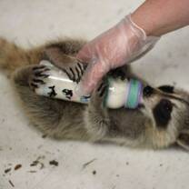 Wildlife volunteering Canada 