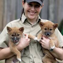 Koala care volunteering Australia