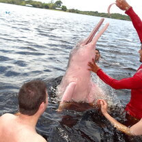 Pink river dolphin Amazon survival guide volunteering
