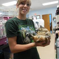 Wildlife volunteering Florida Miami USA