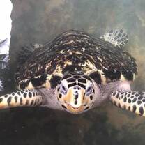 Hawksbill Turtle 