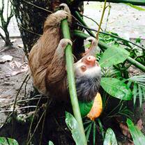 Exotic Animal Rescue