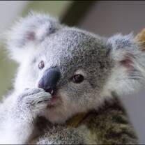 Koala care volunteering Australia