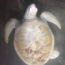 Albino Green Turtle 