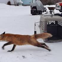 fox release