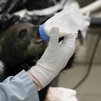 bear cub