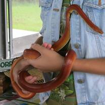 Wildlife volunteering Florida Miami USA