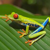 Red-eyed tree frog