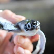 1 day old baby turtle 