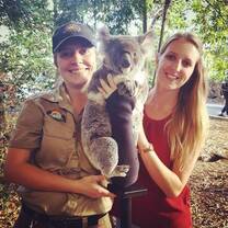 Koala Volunteers