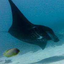 Manta Ray in Raja Ampat