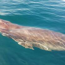 Whale