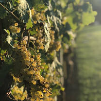 Green Chianti wine grapes.