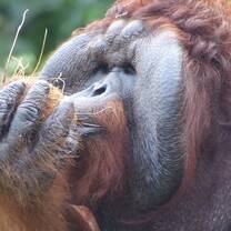 An orangutan munches on a coconut