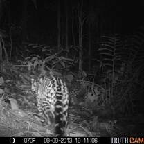 Monitoring with camera traps