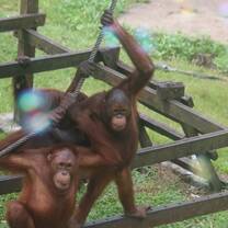 Two orangutans play at the rescue centre