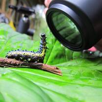 Studying the insect diversity