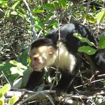 monkey in costa rica
