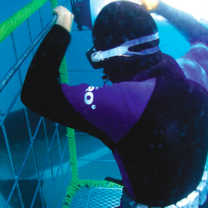 Volunteer White Shark Diving Company