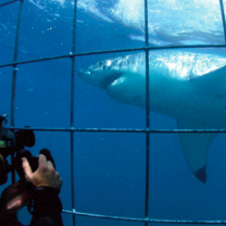 Volunteer White Shark Diving Company