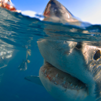 Volunteer White Shark Diving Company