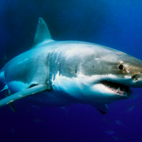 Volunteer White Shark Diving Company