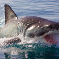 Volunteer White Shark Diving Company