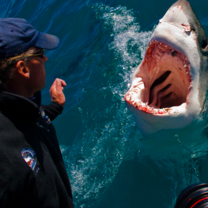 Volunteer White Shark Diving Company