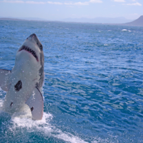 Volunteer White Shark Diving Company