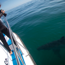 Volunteer White Shark Diving Company