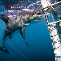 Volunteer White Shark Diving Company