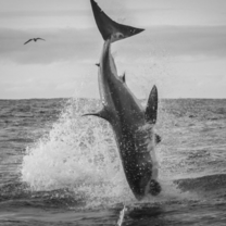 Volunteer White Shark Diving Company