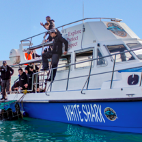 Volunteer White Shark Diving Company