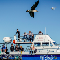 Volunteer White Shark Diving Company