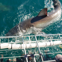 Volunteer White Shark Diving Company