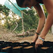 Sapling Planting