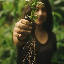Planting