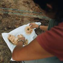 Seed Collection