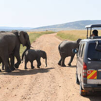 elephants next to jeep 
