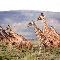 Wildlife conservation volunteering in South Africa