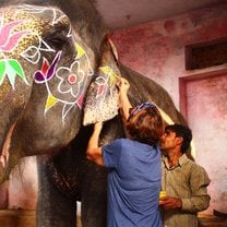 Painting elephants