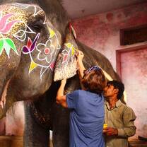 Painting elephants